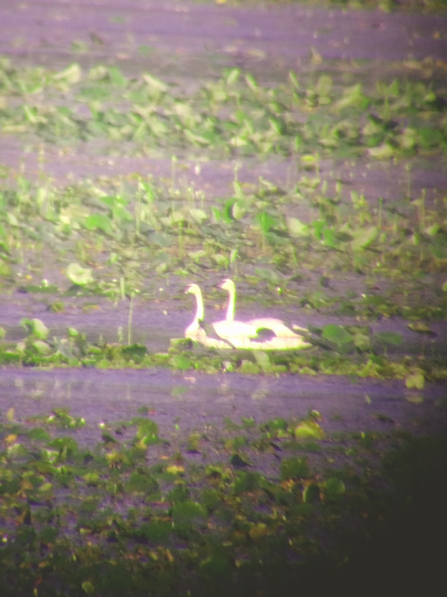 Trumpeter Swan - ML620787106