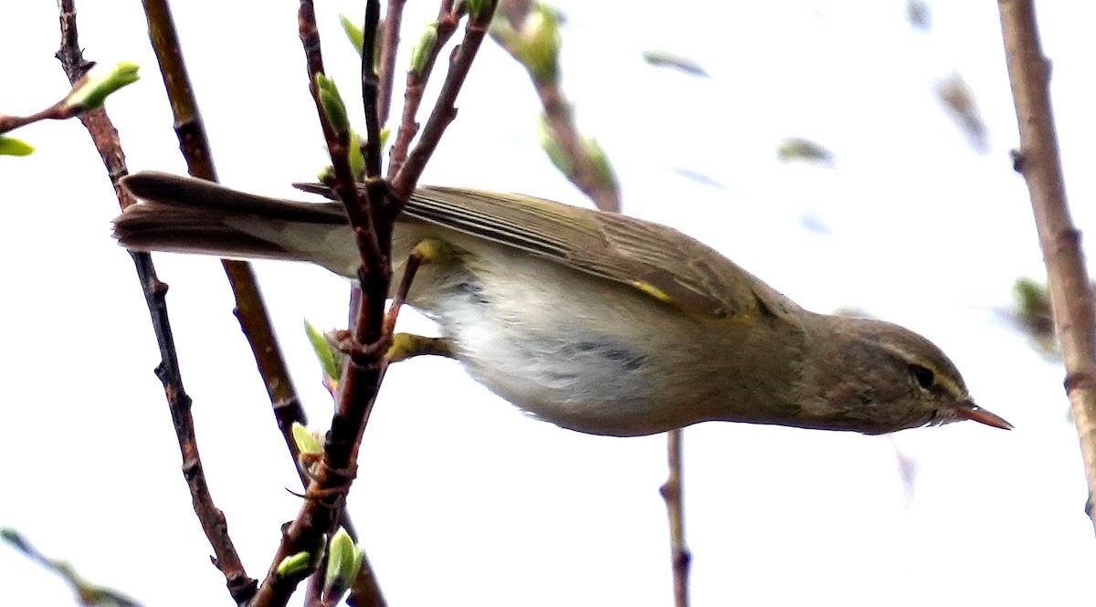 Willow Warbler - ML620787108