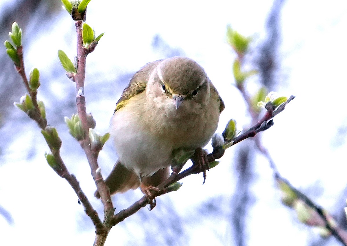 Willow Warbler - ML620787109