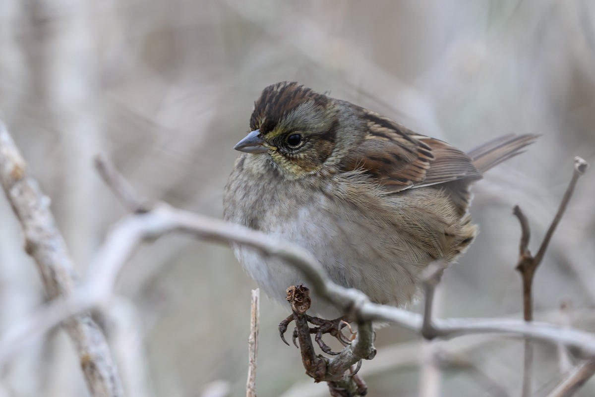 Swamp Sparrow - ML620787114