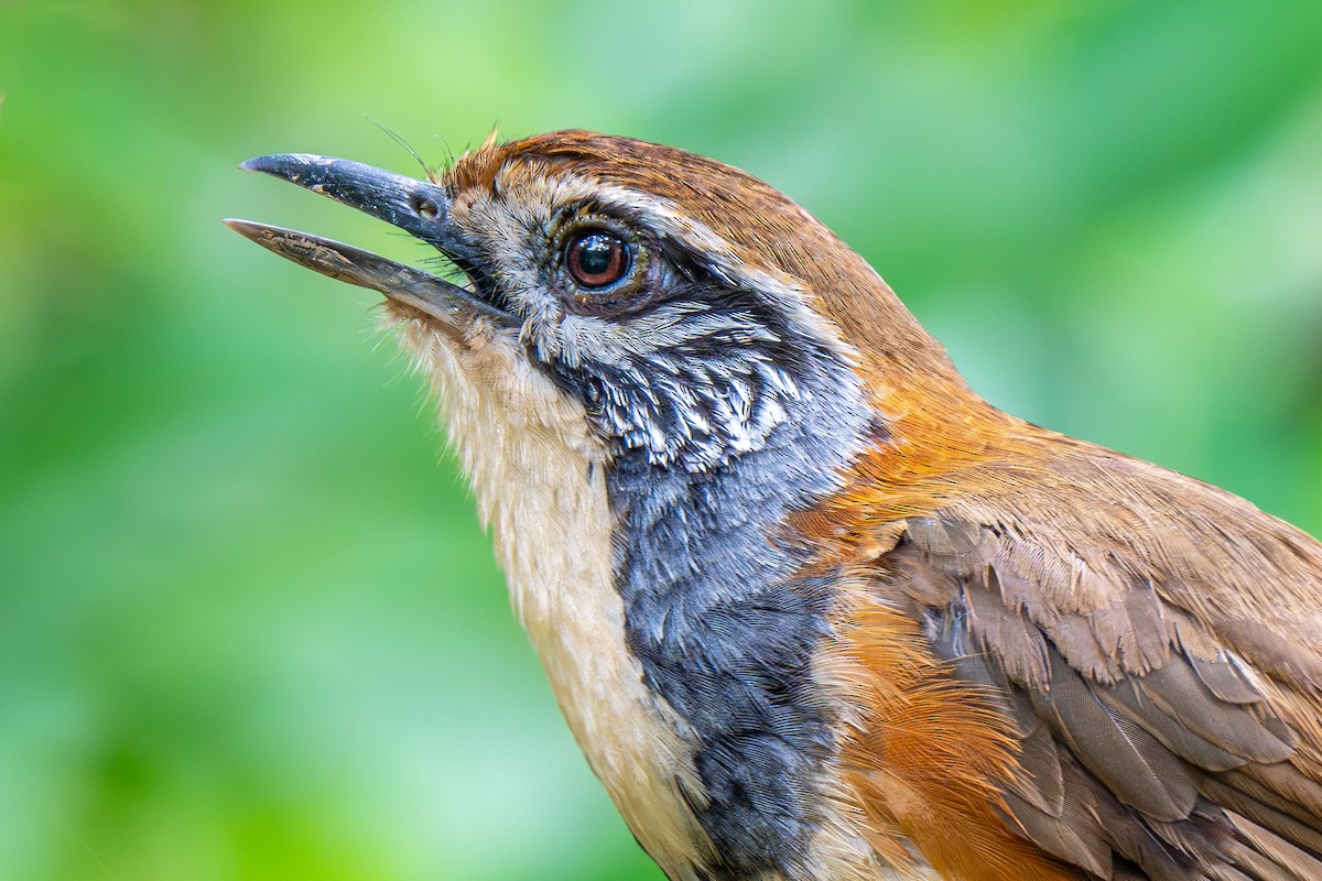 Greater Necklaced Laughingthrush - ML620787115