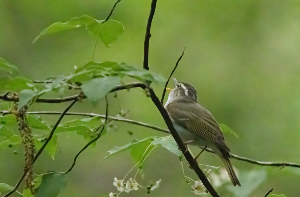 Eastern Crowned Warbler - ML620787123