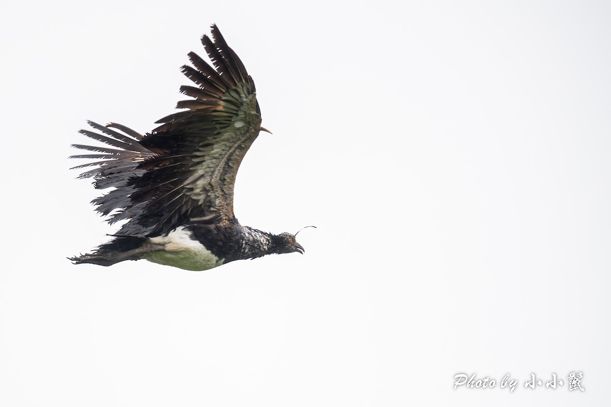 Horned Screamer - ML620787125