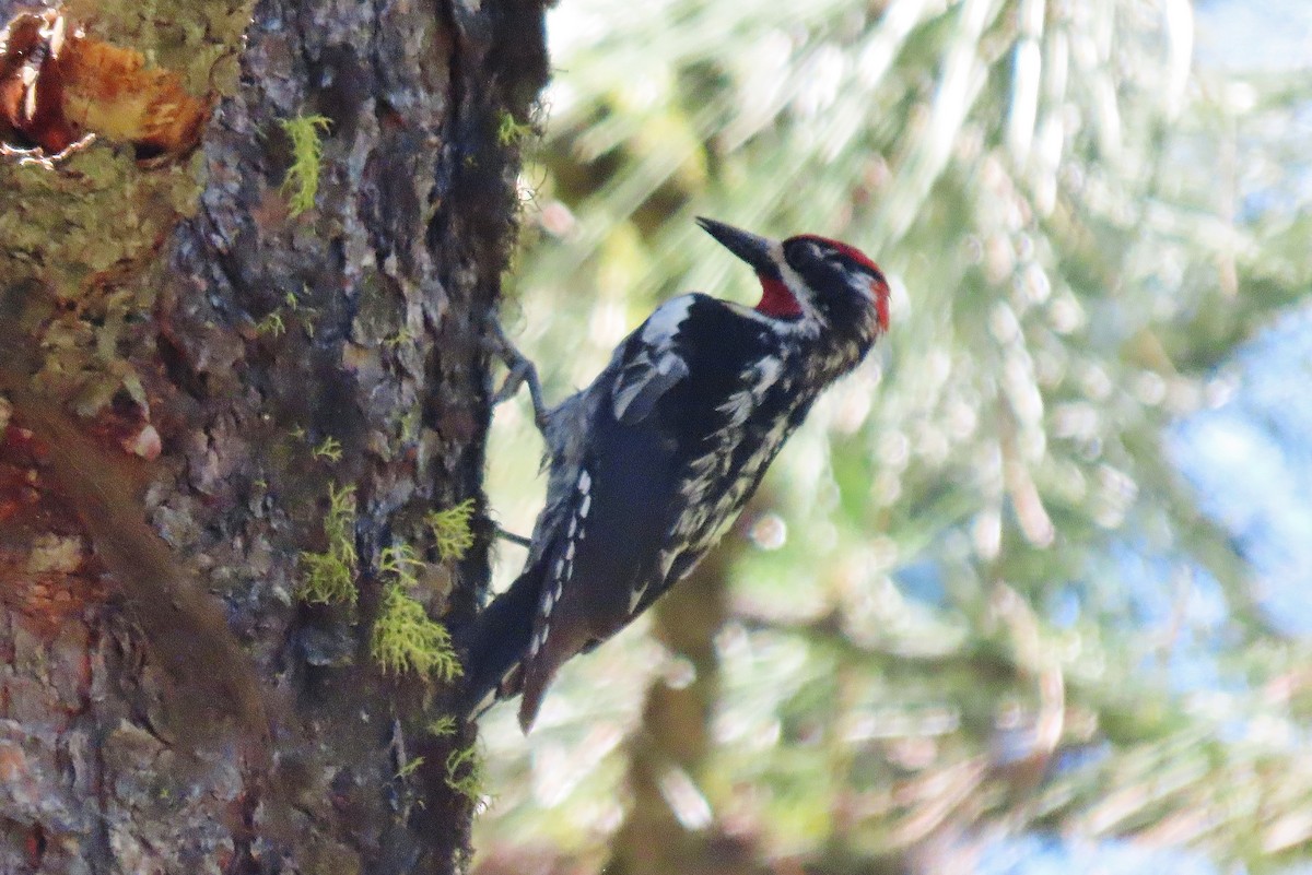 Red-naped Sapsucker - ML620787131