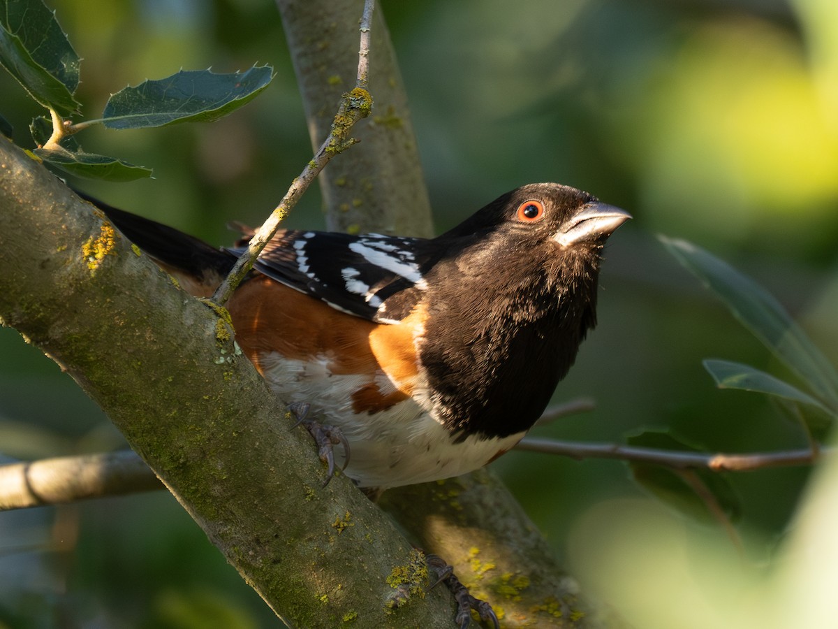 Spotted Towhee - ML620787134