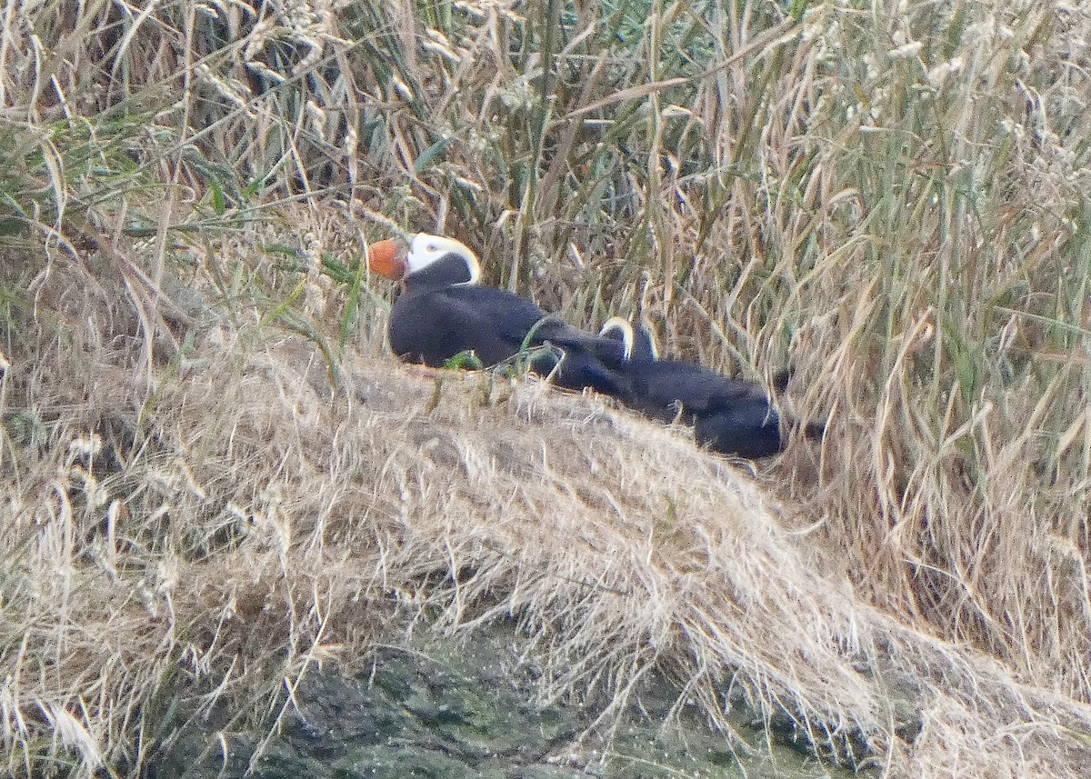 Tufted Puffin - Jon D. Erickson