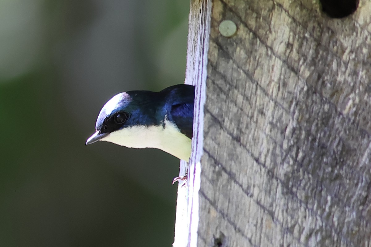 Tree Swallow - ML620787141