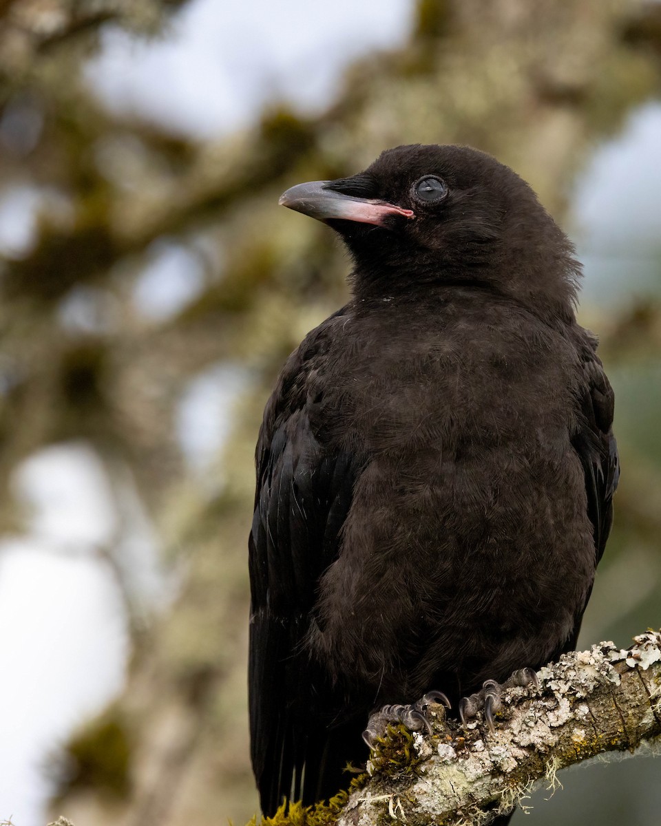 American Crow - ML620787149