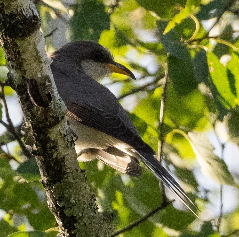 Yellow-billed Cuckoo - ML620787151