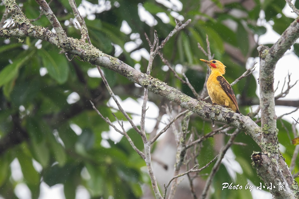 Cream-colored Woodpecker - ML620787152