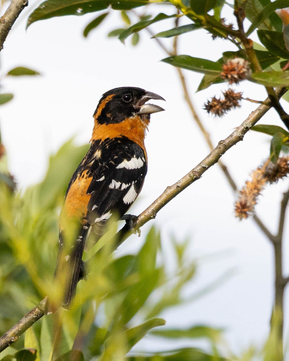 Black-headed Grosbeak - ML620787153