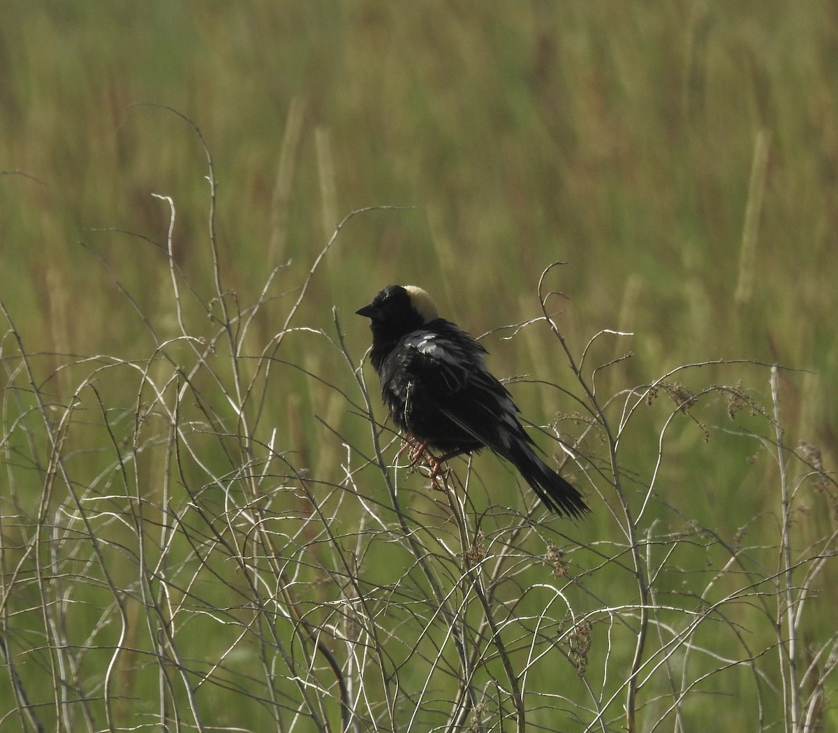 Bobolink - ML620787158