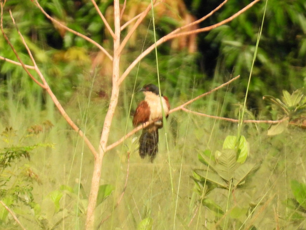 Senegal Coucal - ML620787160