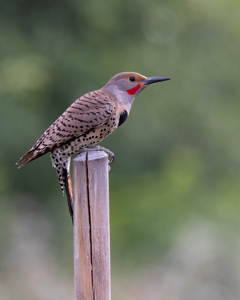 Northern Flicker (Yellow-shafted x Red-shafted) - ML620787171