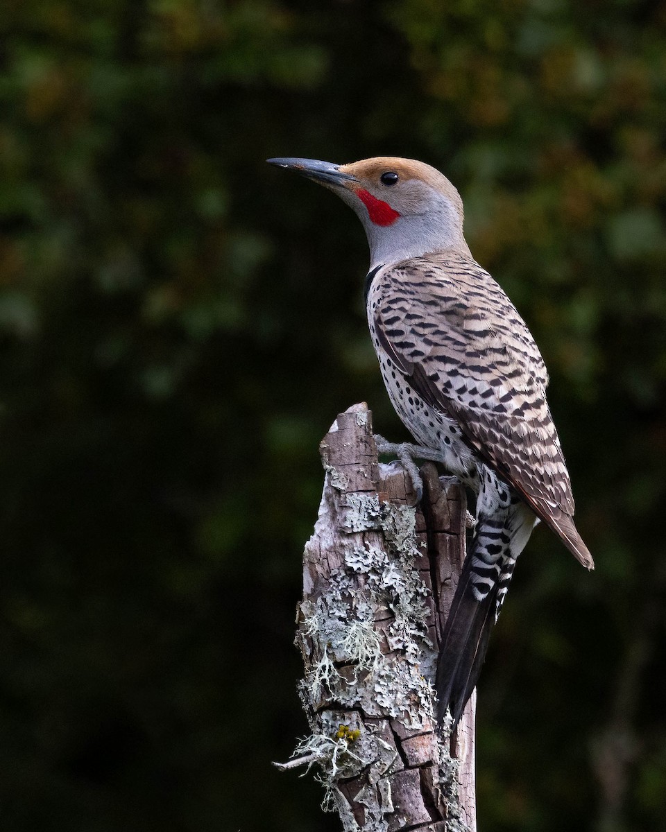 Northern Flicker (Yellow-shafted x Red-shafted) - Andy DeBroux