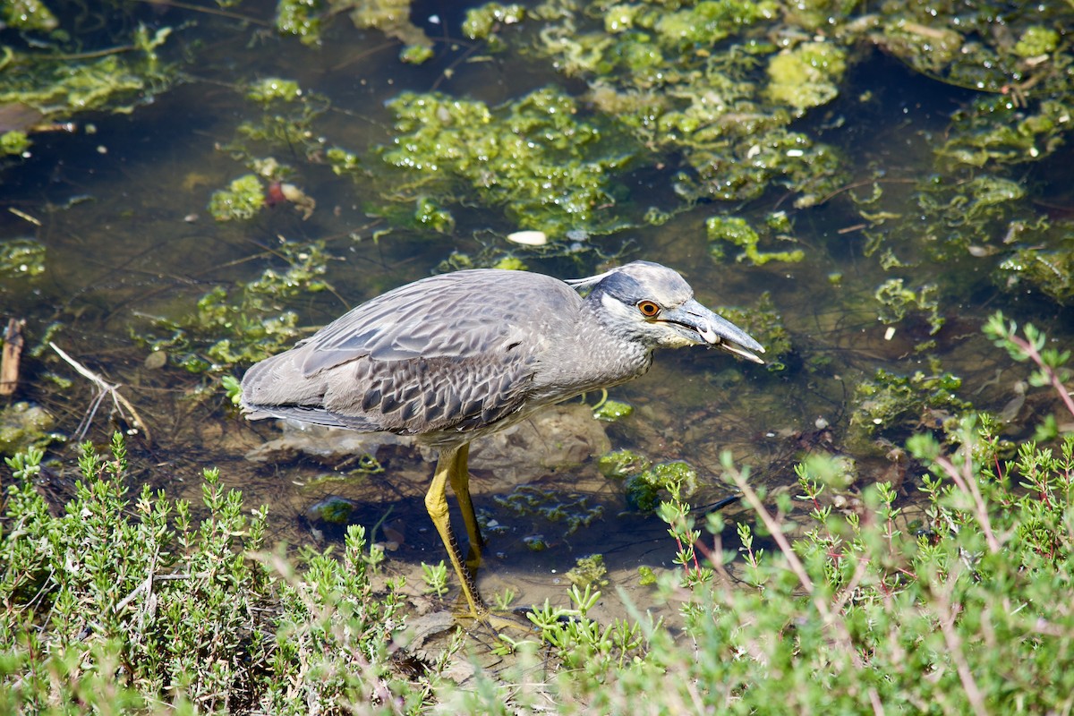 Yellow-crowned Night Heron - ML620787173