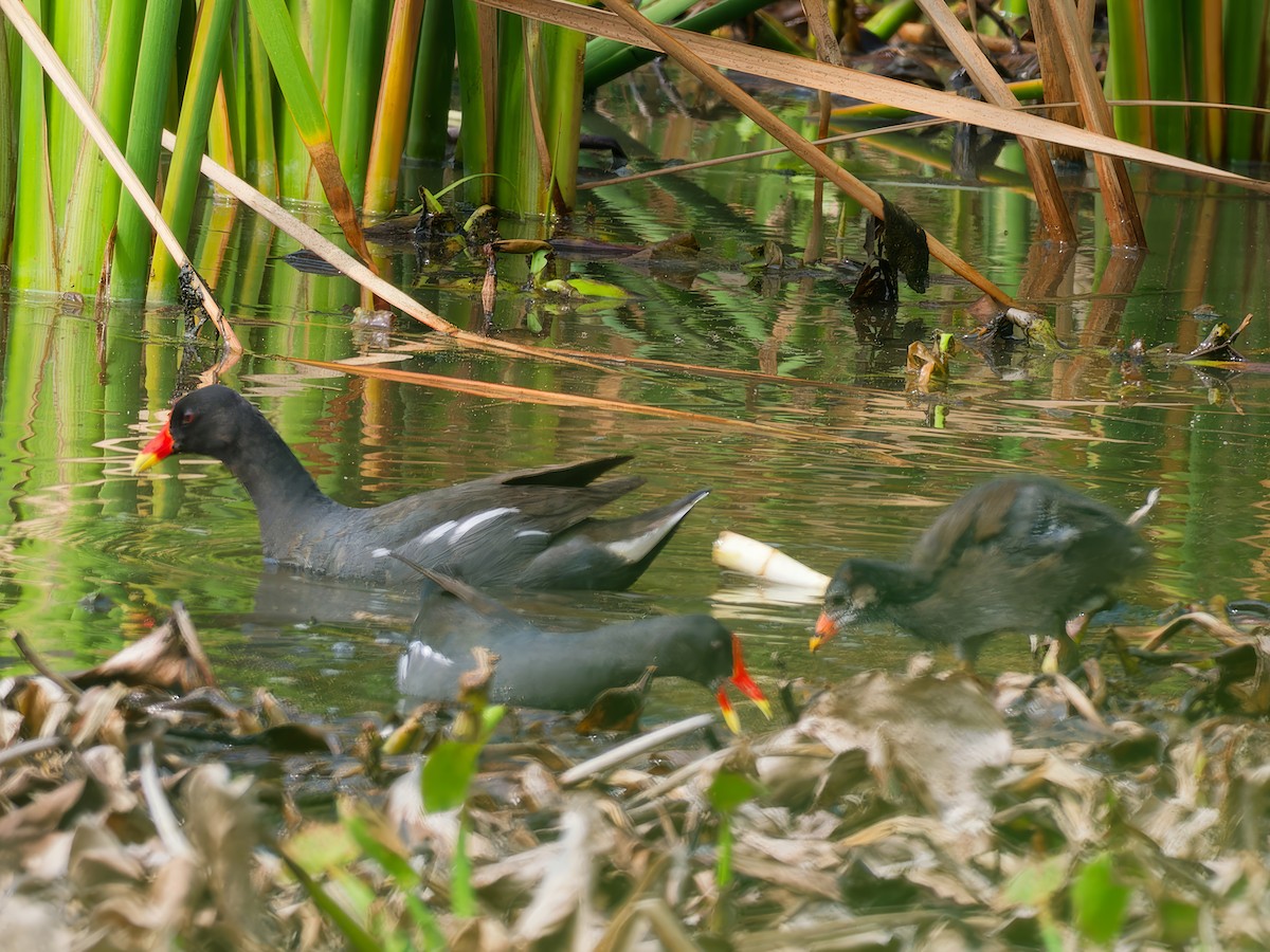 Eurasian Moorhen - ML620787174