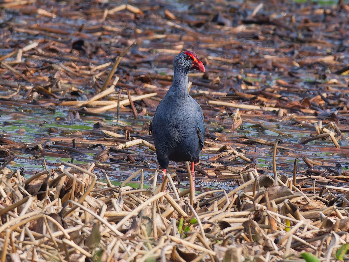 Philippine Swamphen - ML620787181