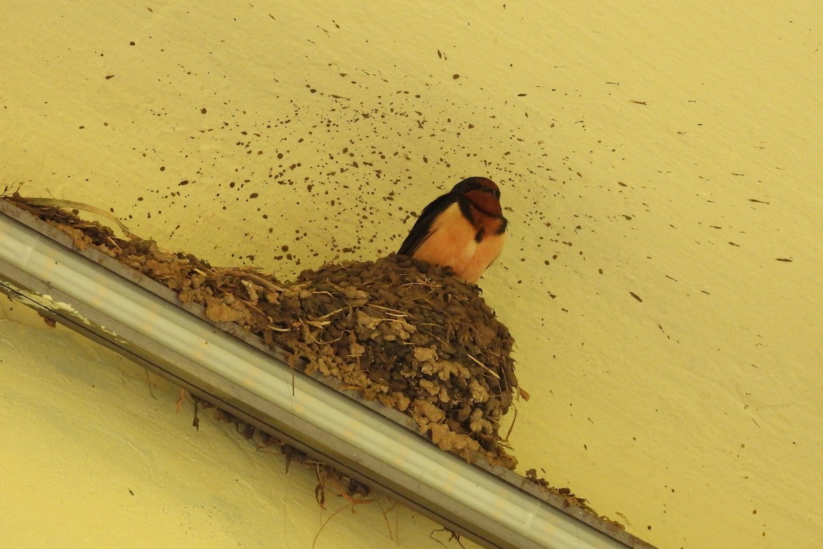 Barn Swallow - ML620787183