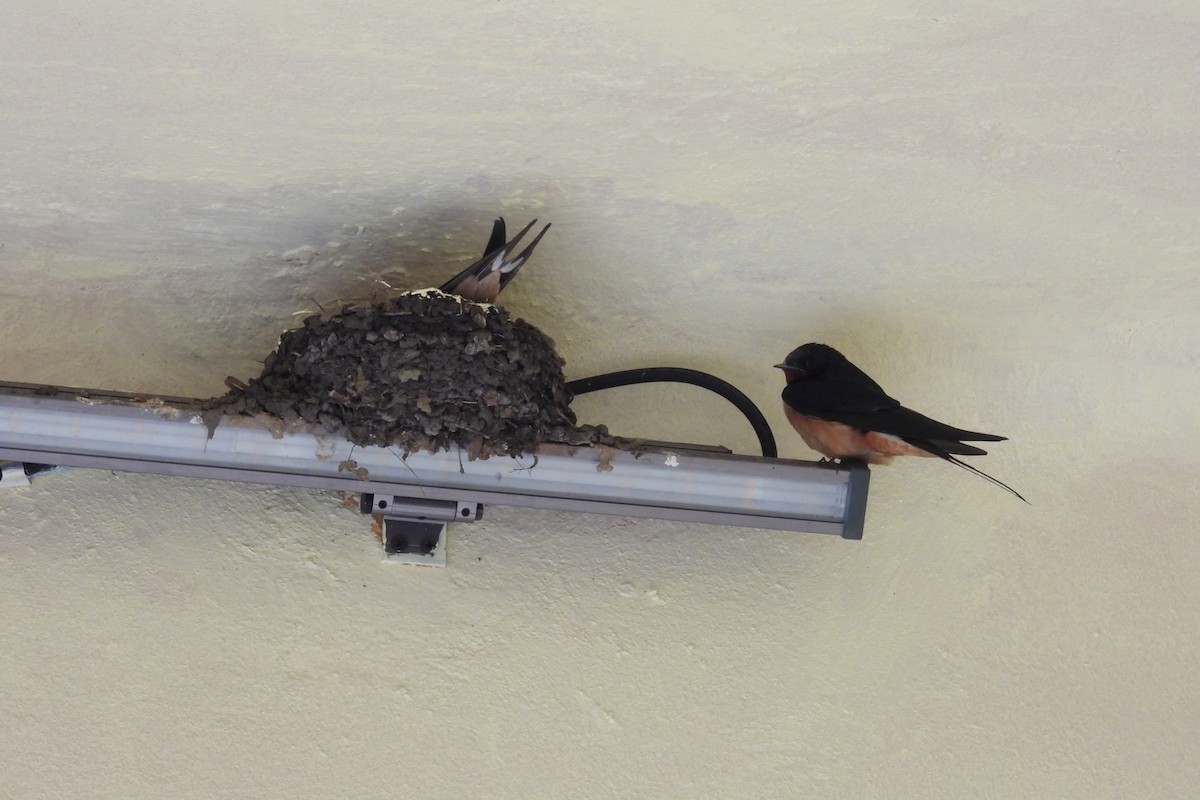 Barn Swallow - ML620787184