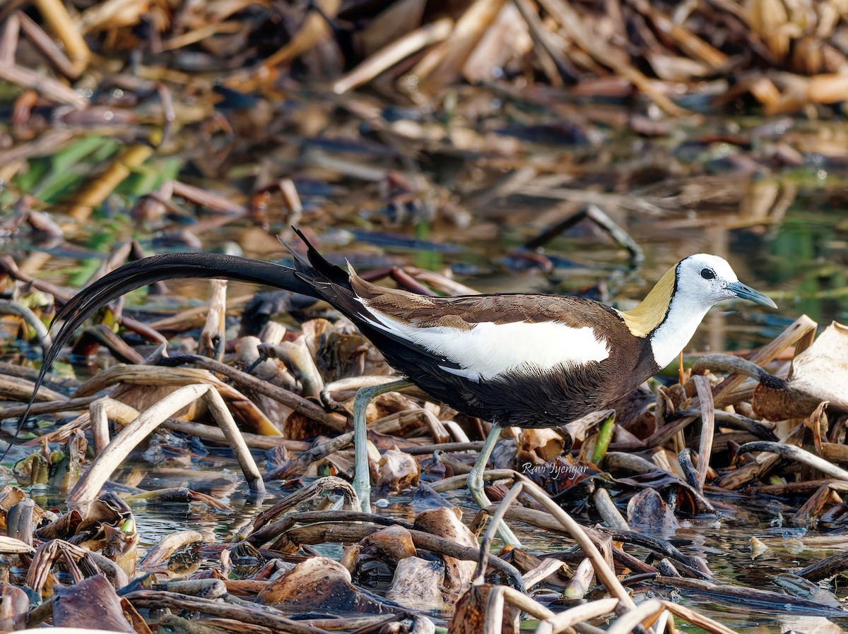 Pheasant-tailed Jacana - ML620787196