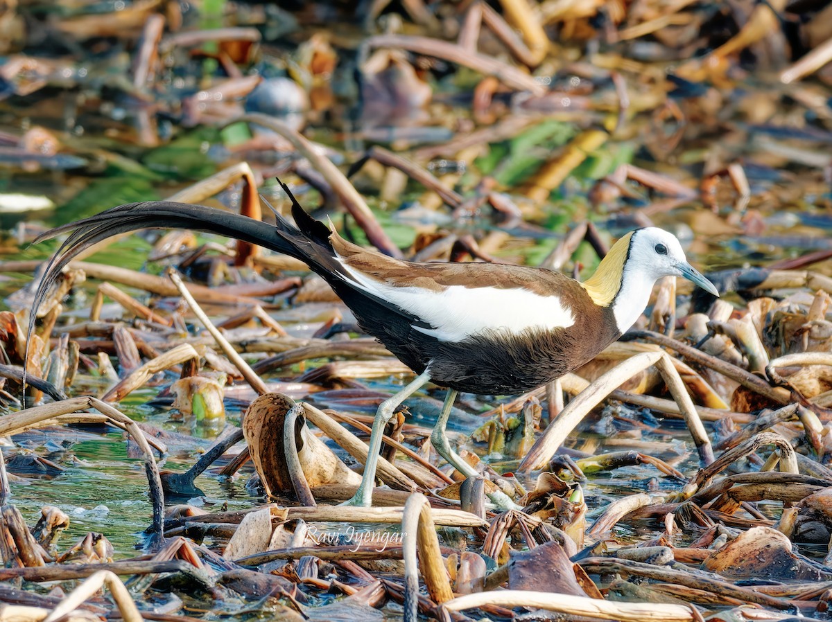 Jacana à longue queue - ML620787197