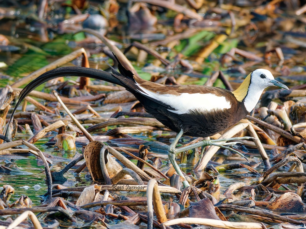 Jacana à longue queue - ML620787198