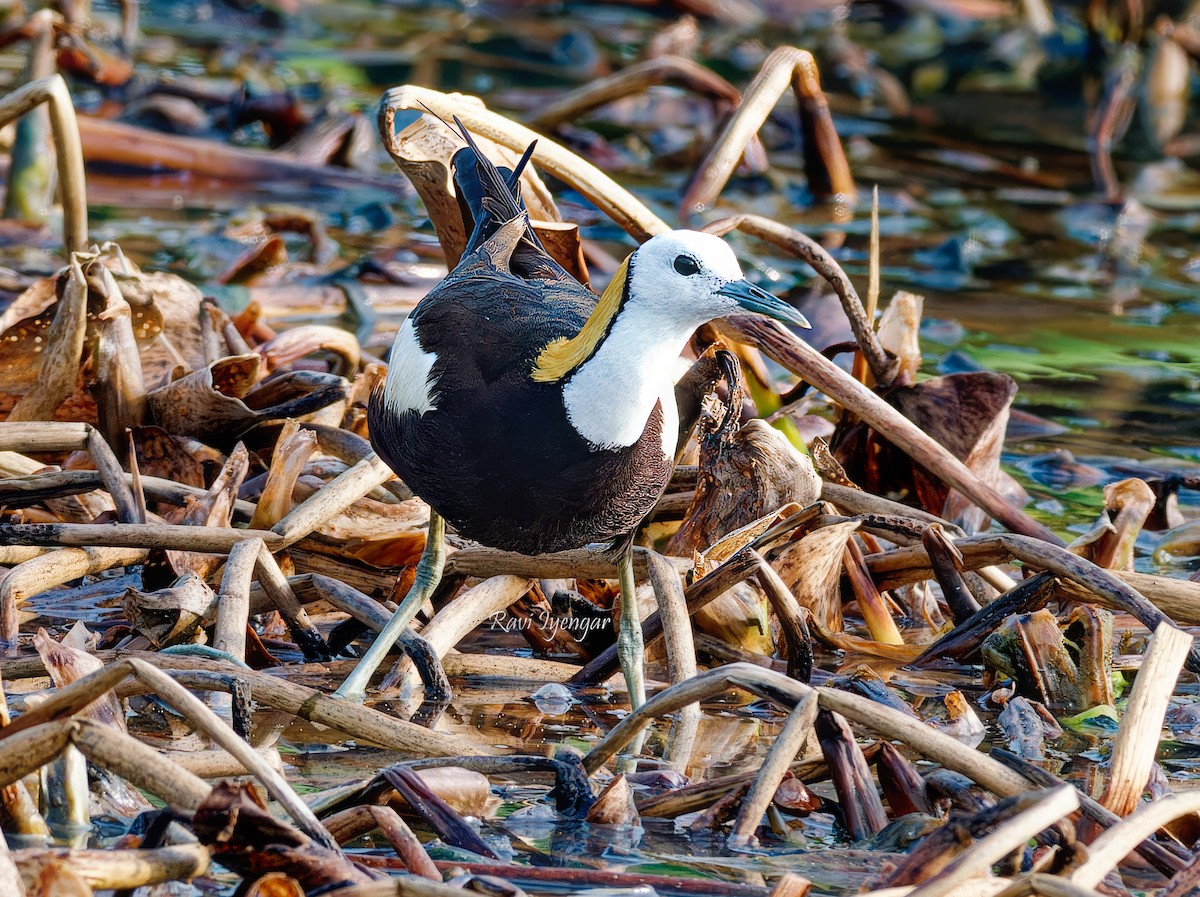 Pheasant-tailed Jacana - ML620787200