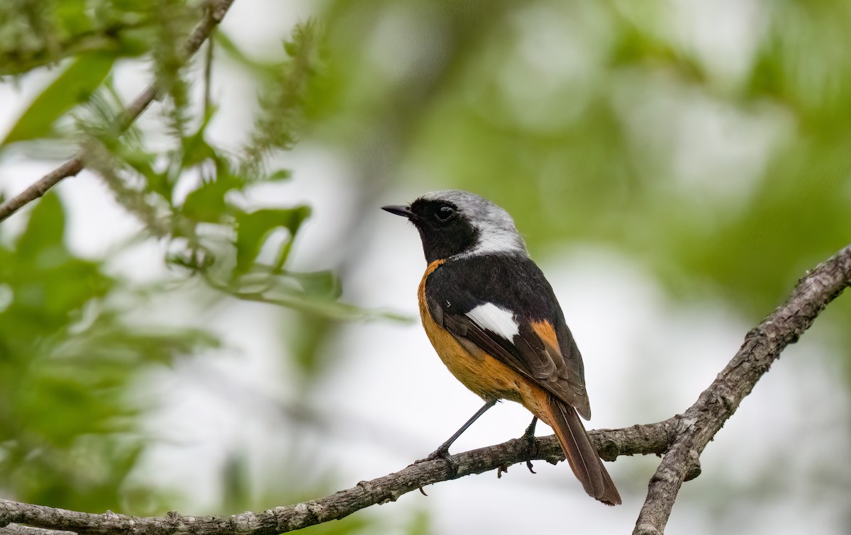 Daurian Redstart - ML620787202