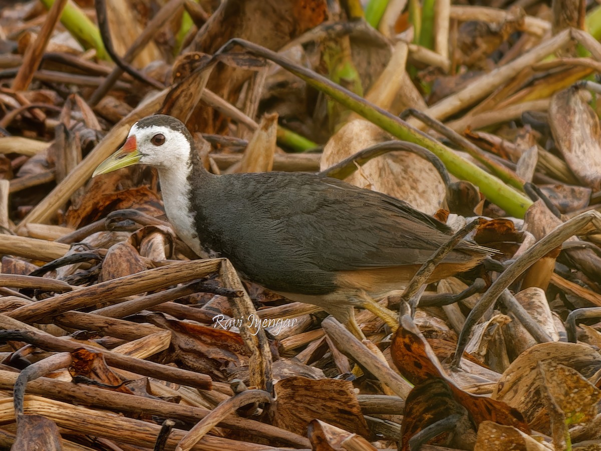 White-breasted Waterhen - ML620787204