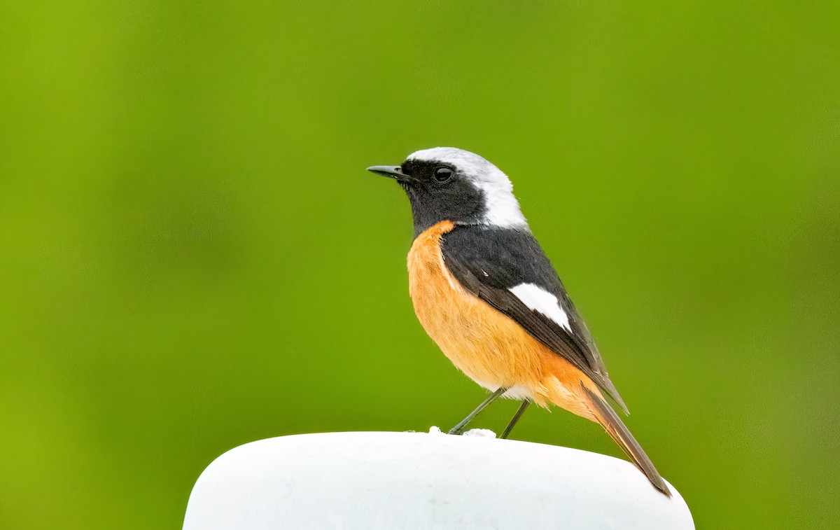 Daurian Redstart - Chris Jones