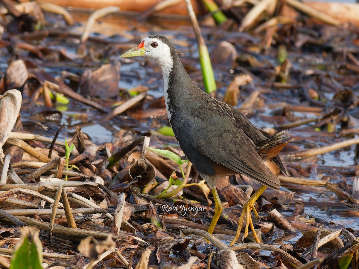 White-breasted Waterhen - ML620787206