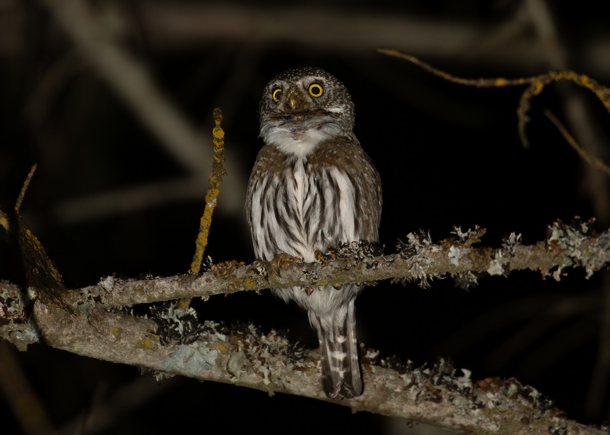 Northern Pygmy-Owl - ML620787208