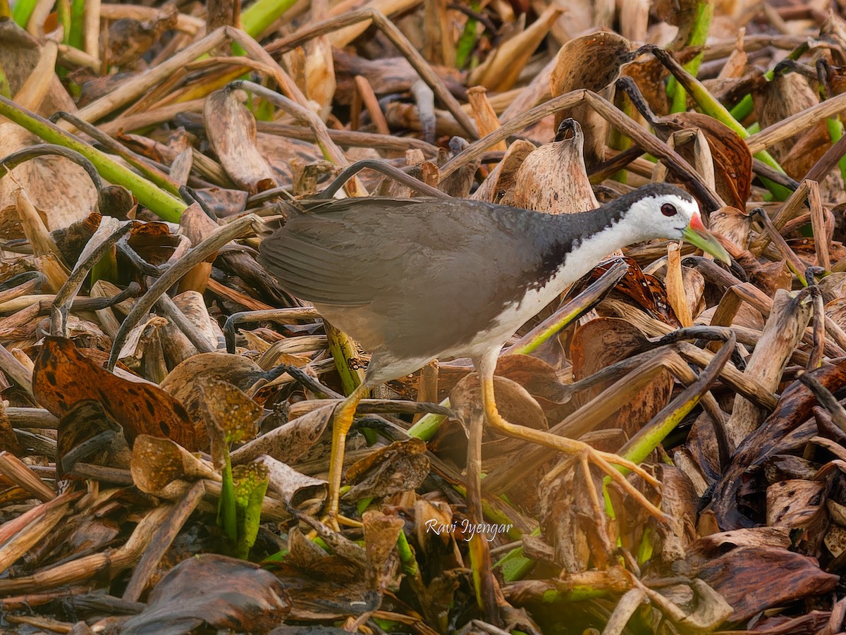 White-breasted Waterhen - ML620787209