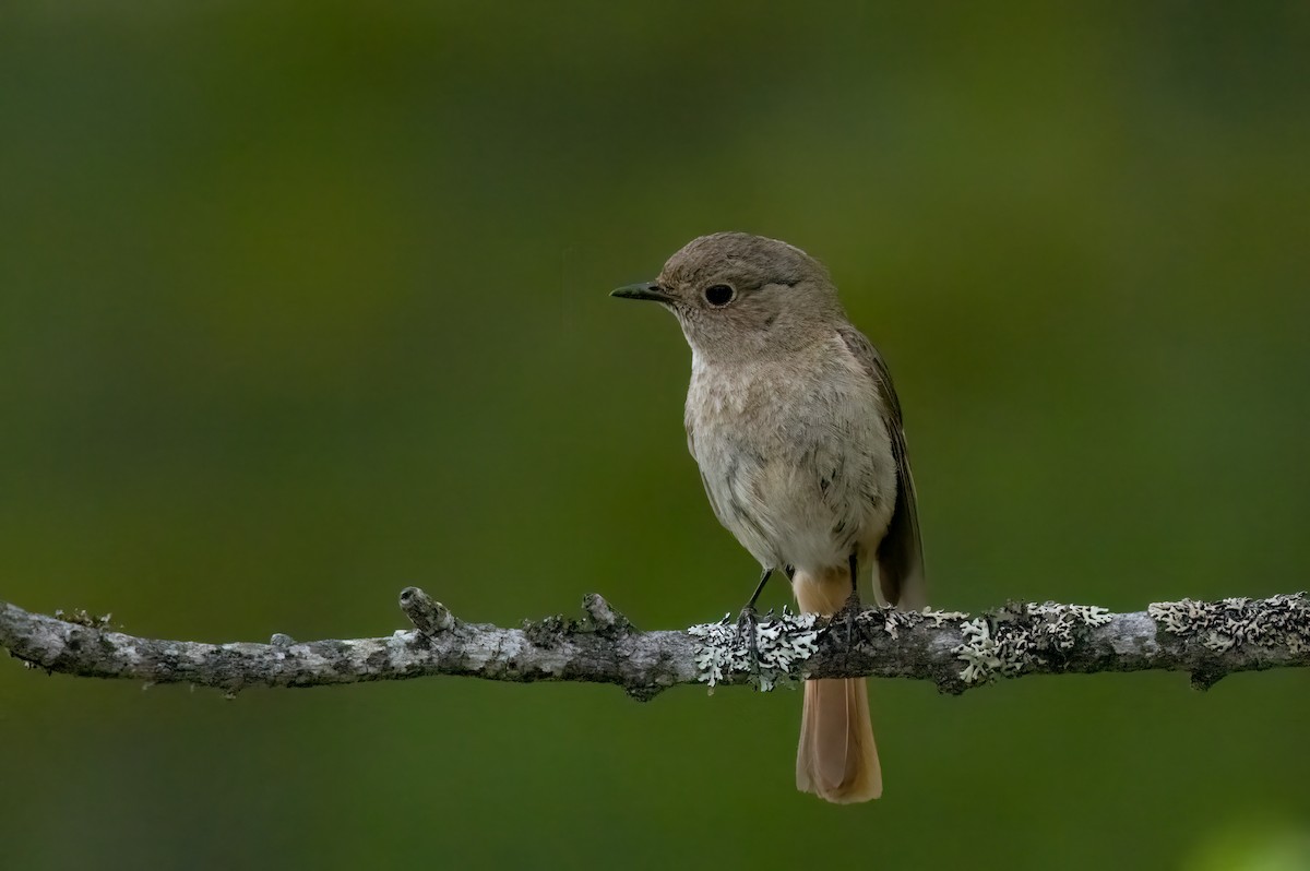 Daurian Redstart - ML620787213