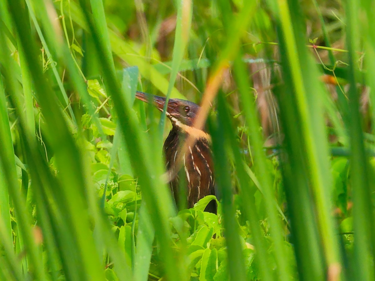 Black Bittern - ML620787214