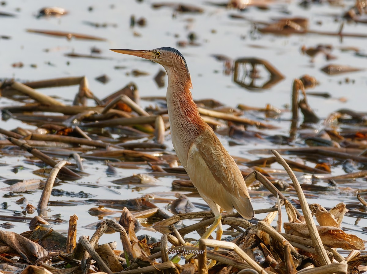 Yellow Bittern - ML620787218