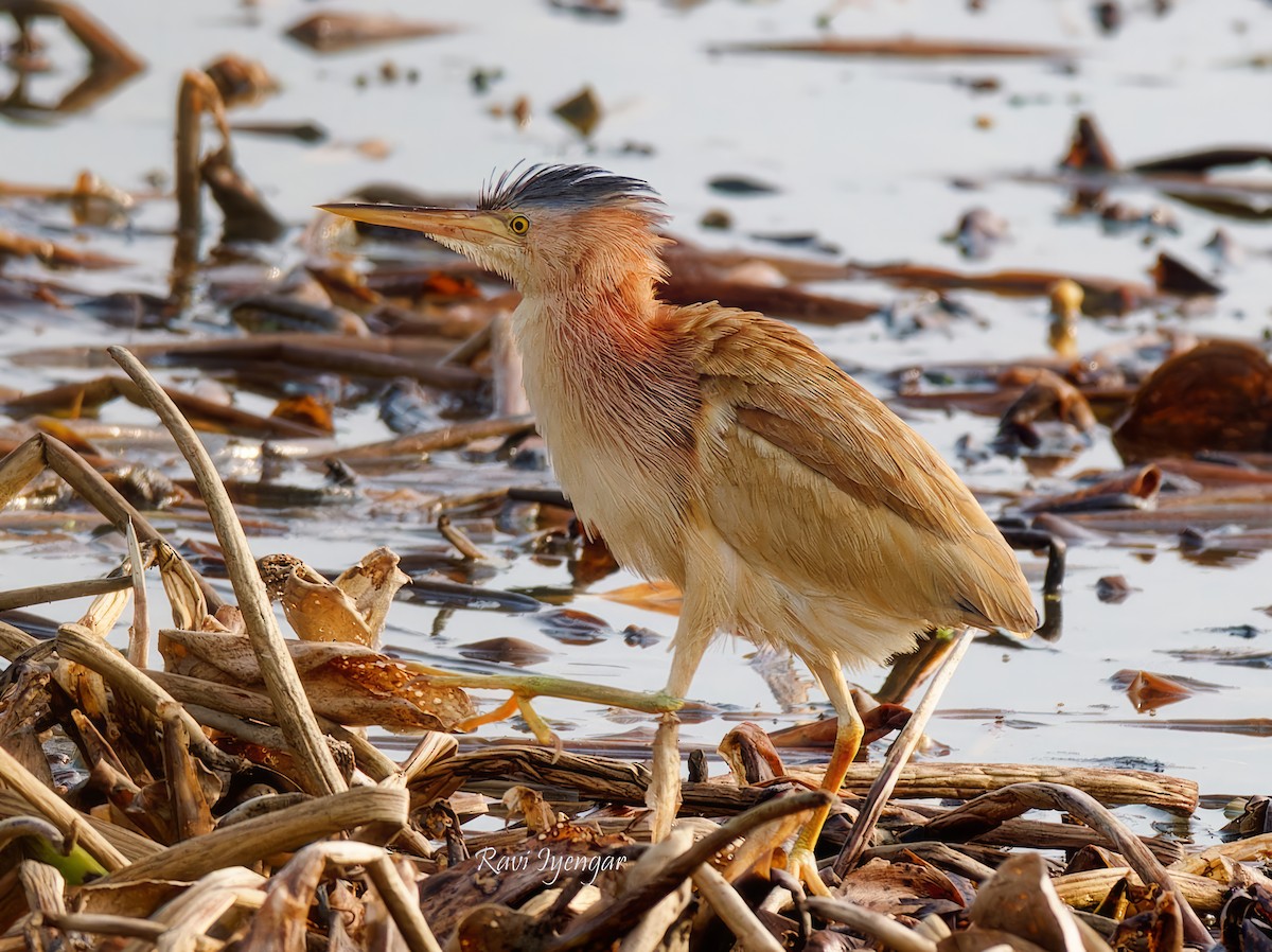 Yellow Bittern - ML620787220