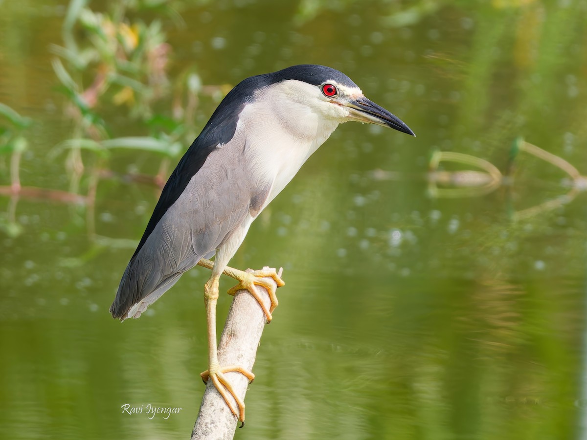 Black-crowned Night Heron - ML620787222