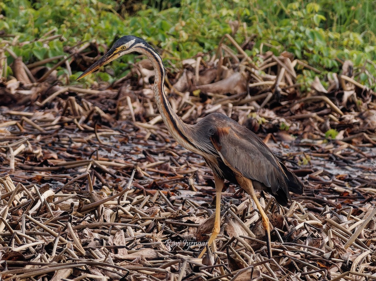 Purple Heron - ML620787225