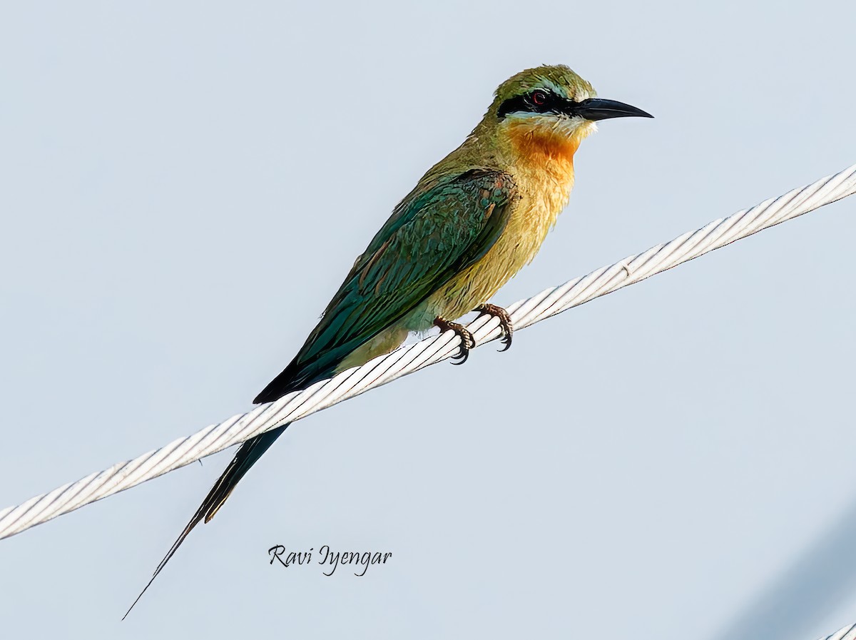 Blue-tailed Bee-eater - ML620787226