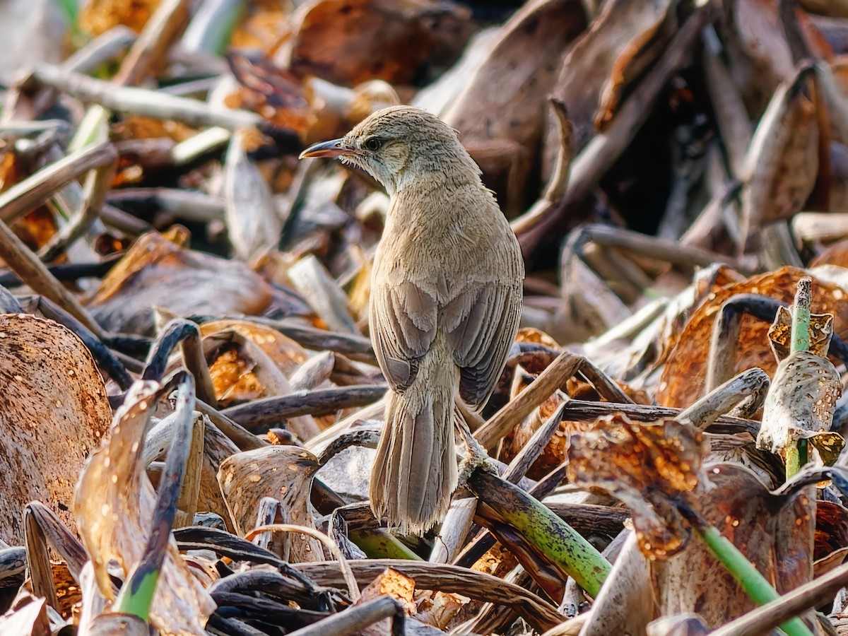 Clamorous Reed Warbler - ML620787231