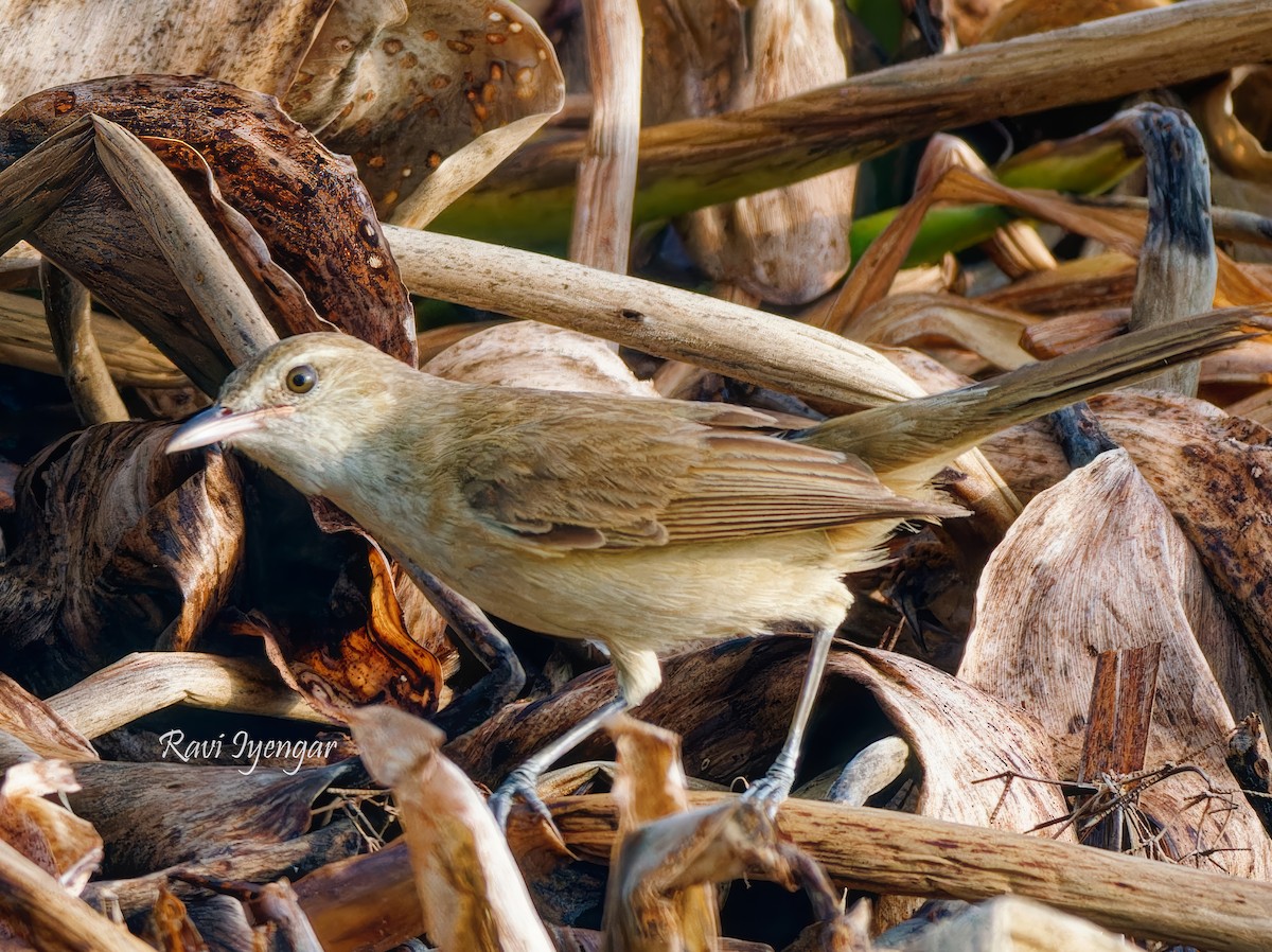 Clamorous Reed Warbler - ML620787232