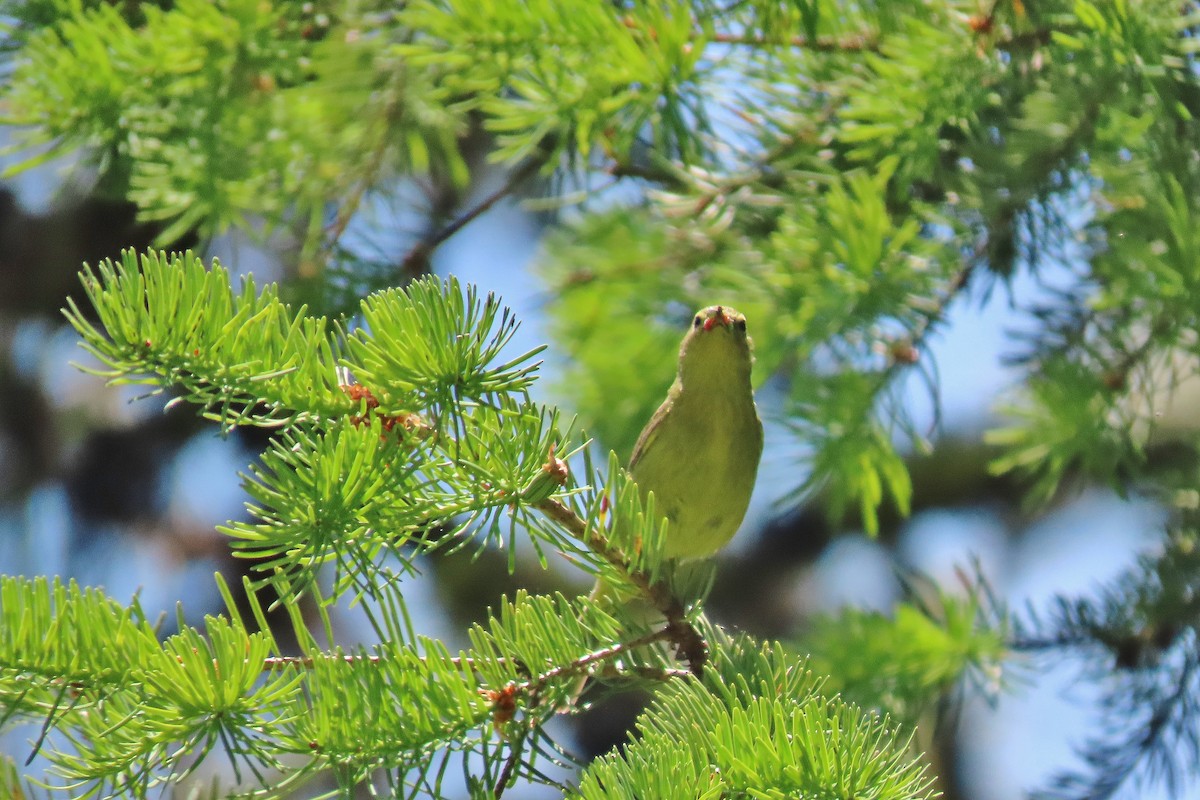 Orange-crowned Warbler - ML620787237