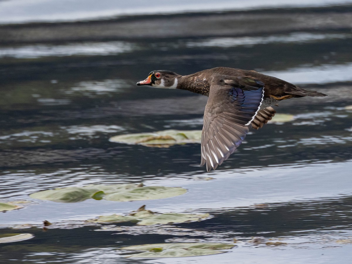 Wood Duck - ML620787239