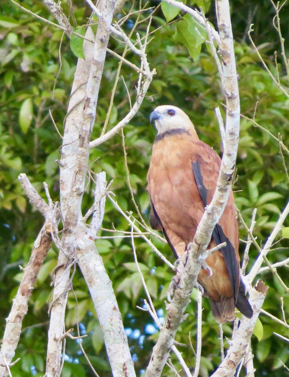 Black-collared Hawk - ML620787240