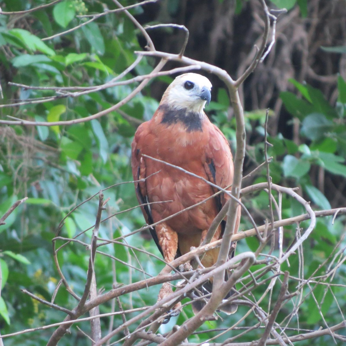 Black-collared Hawk - ML620787241