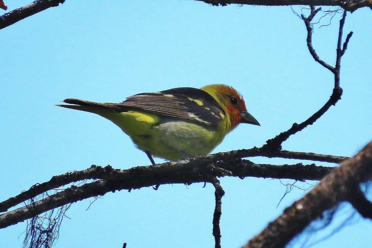 Western Tanager - ML620787242