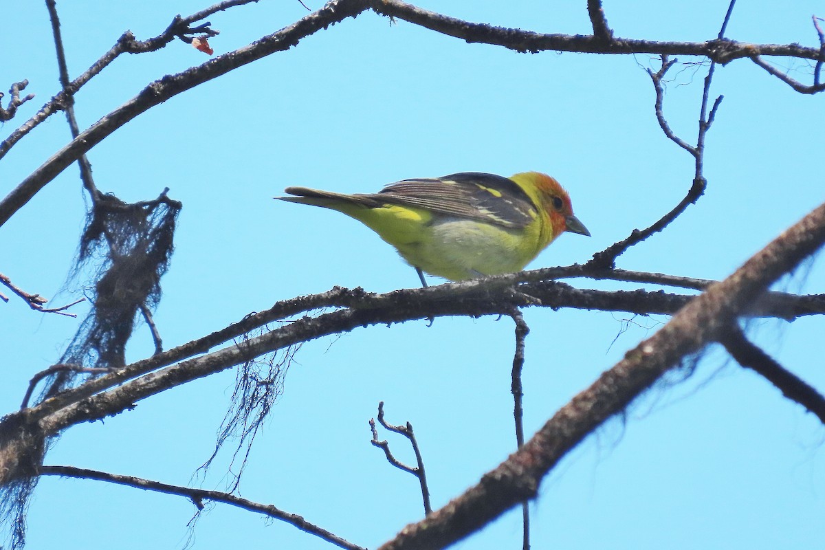 Western Tanager - ML620787243