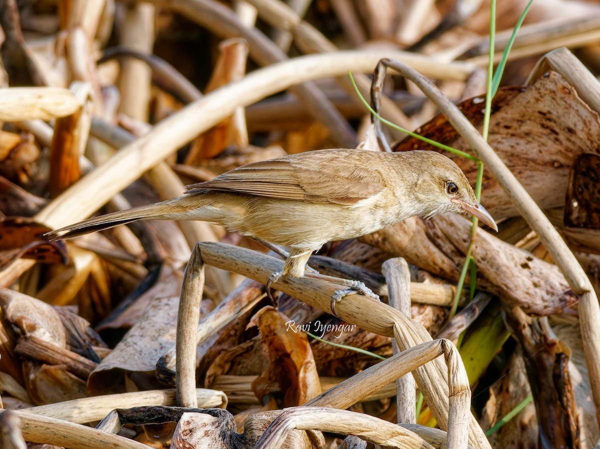 Clamorous Reed Warbler - ML620787248